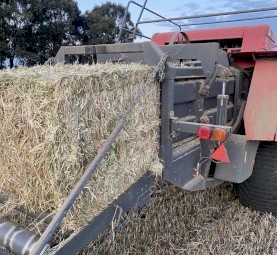 Rye Hay 8x4x3 Bales