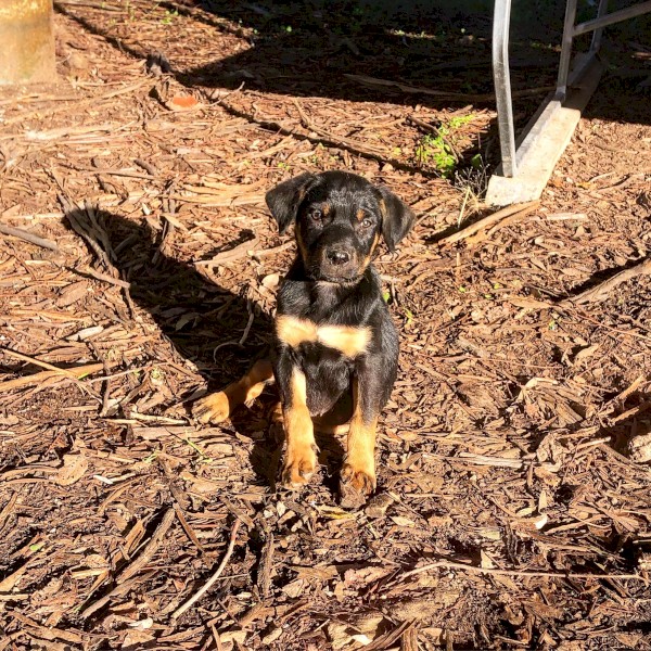 WKC registered Kelpie 