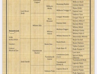 WKC registered Kelpie 