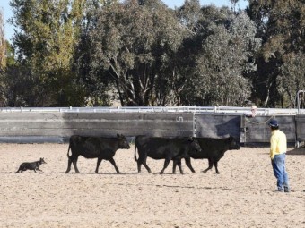 WKC registered Kelpie 