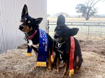 WKC registered Kelpie 