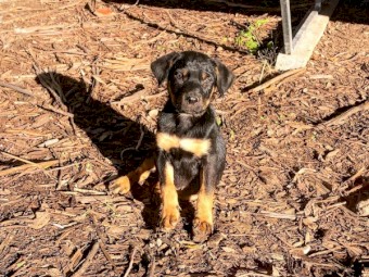 WKC registered Kelpie 