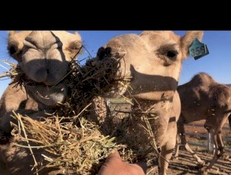 female camels