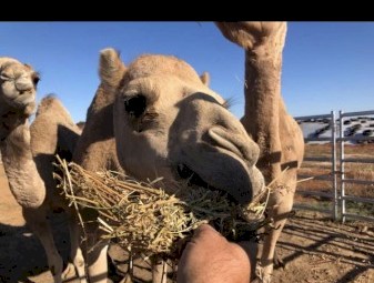 female camels