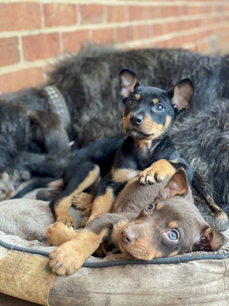 working kelpie pups