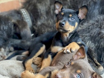 working kelpie pups