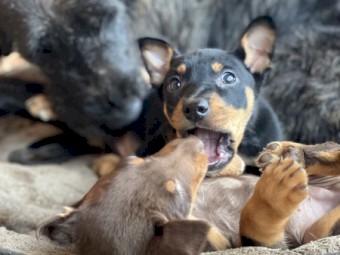 working kelpie pups