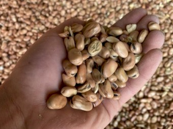 100mt Samira Faba Beans