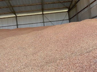 100mt Samira Faba Beans