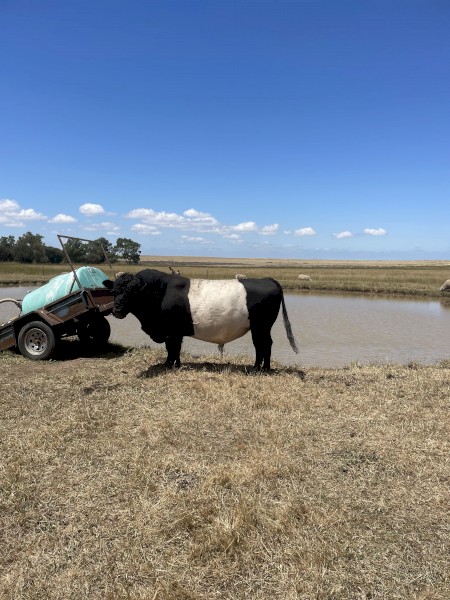 Belted Galloway bull