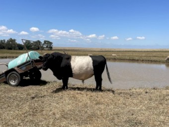 Belted Galloway bull
