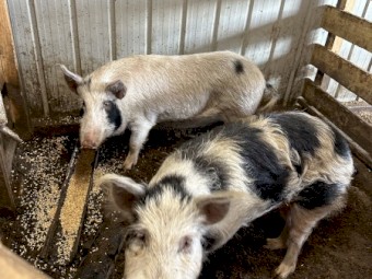 Adult pigs 