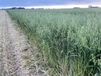 Oaten round bales 