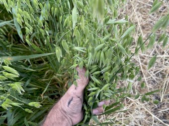 Oaten round bales 