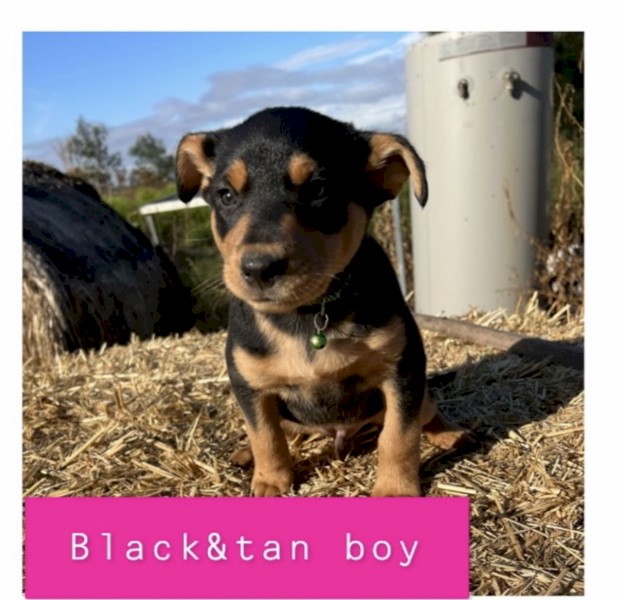 male kelpie pup 4 sale
