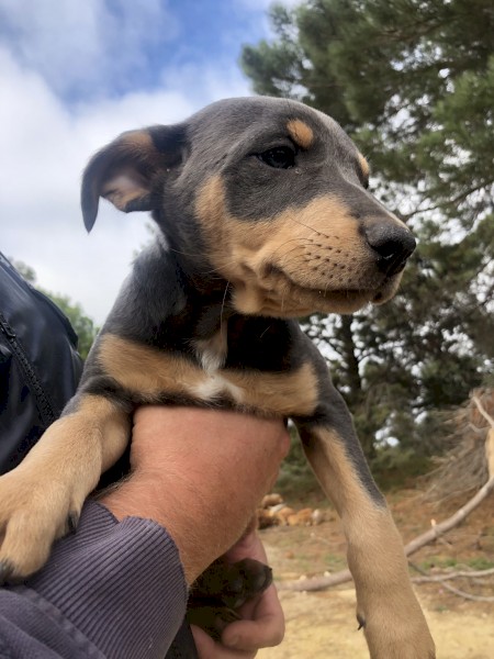 Kelpie Pups for Sale Microchipped and Vaccinated