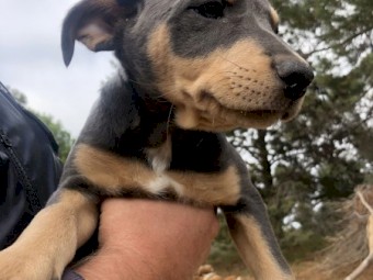 Kelpie Pups for Sale Microchipped and Vaccinated
