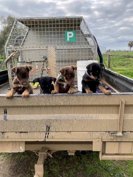 Kelpie Puppies x 4
