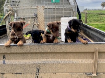 Kelpie Puppies x 4