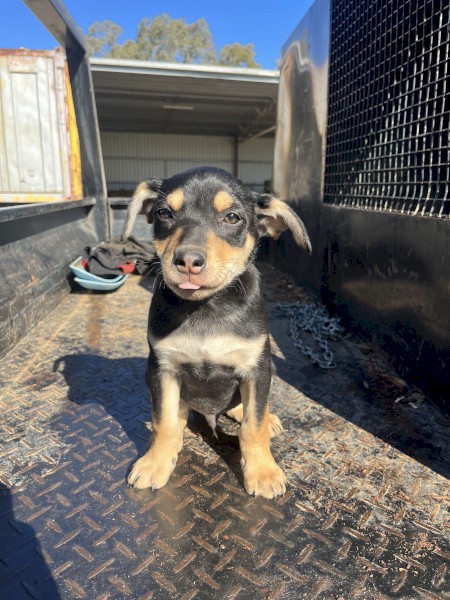 14 week old Kelpie pups. 2 boys. Wormed and Fleed. vaccine &amp;  microchip on request.