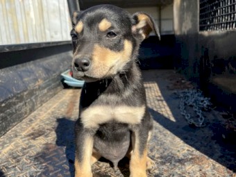 14 week old Kelpie pups. 2 boys. Wormed and Fleed. vaccine &amp;  microchip on request.