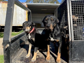 14 week old Kelpie pups. 2 boys. Wormed and Fleed. vaccine &amp;  microchip on request.