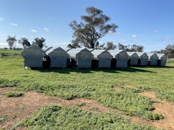 Universal Sheep Feeders