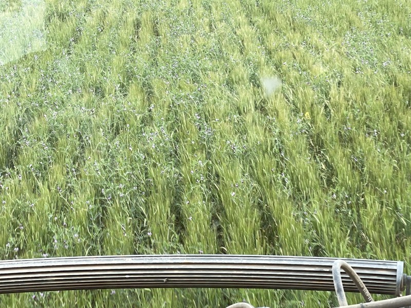  Barley-Vetch Hay 8x4x3 (New Season 23/24)