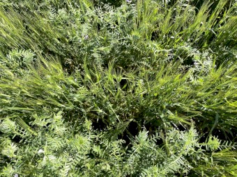  Barley-Vetch Hay 8x4x3 (New Season 23/24)