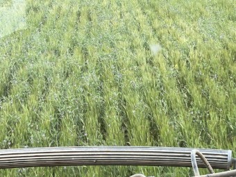  Barley-Vetch Hay 8x4x3 (New Season 23/24)