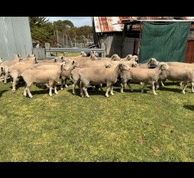 Southdown and Charollais X Rams