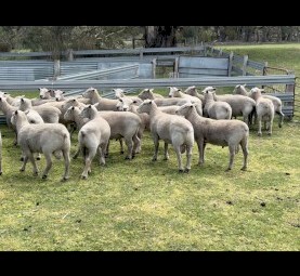 Southdown and Charollais X Rams