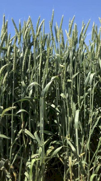WANTED Beardless Wheaten Hay