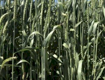 WANTED Beardless Wheaten Hay