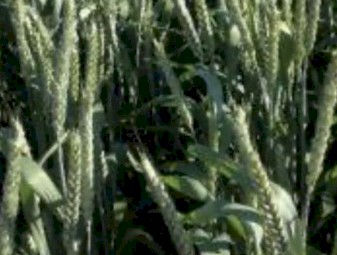 WANTED Beardless Wheaten Hay