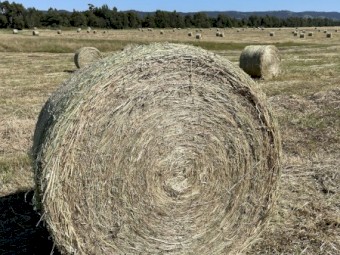 200 Pasture Hay 5x4 Rolls
