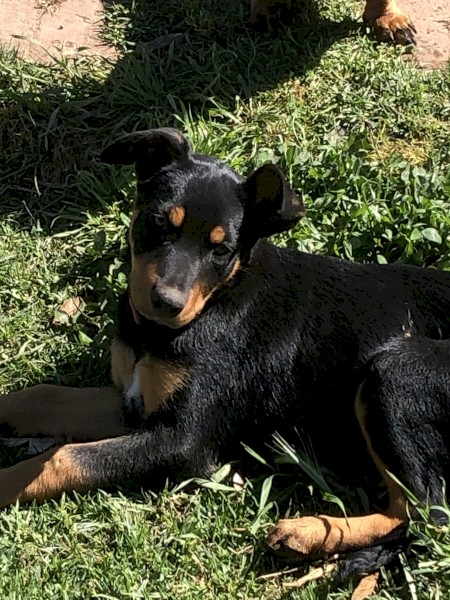 very well breed kelpie