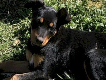 very well breed kelpie