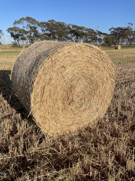 Oaten Hay 2023