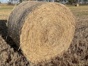 Oaten Hay 2023