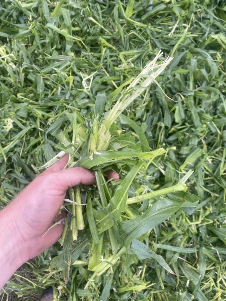 400mt SSS Sorghum Hay