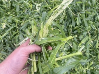 400mt SSS Sorghum Hay