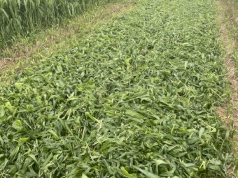 400mt SSS Sorghum Hay