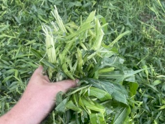 400mt SSS Sorghum Hay