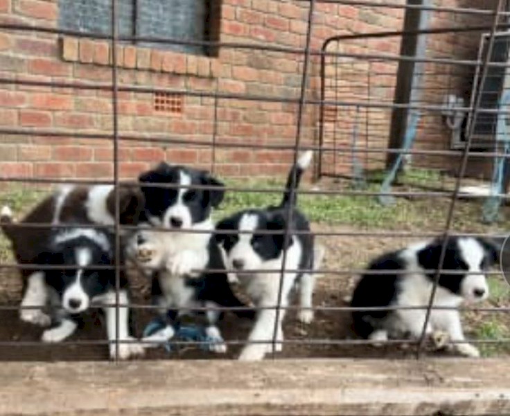 Pure Border Collie Puppies x 2