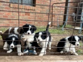 Pure Border Collie Puppies x 2