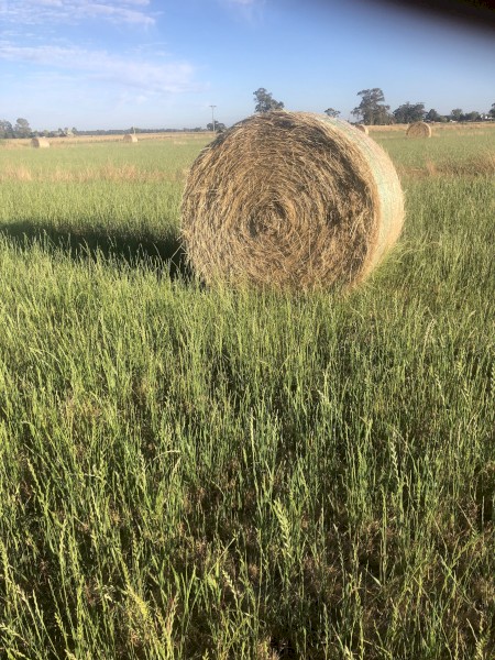 60 x Ryegrass/Shaftal Hay 360kg 5x4 Rolls