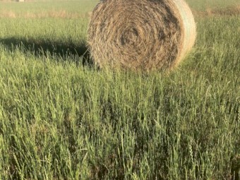 60 x Ryegrass/Shaftal Hay 360kg 5x4 Rolls