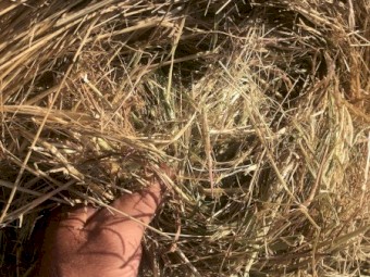 60 x Ryegrass/Shaftal Hay 360kg 5x4 Rolls