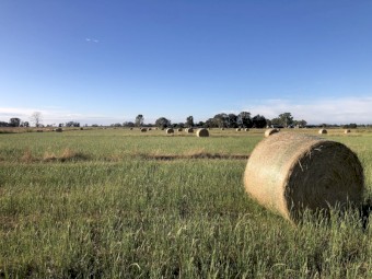 60 x Ryegrass/Shaftal Hay 360kg 5x4 Rolls